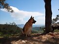 Apolo en el bujeo