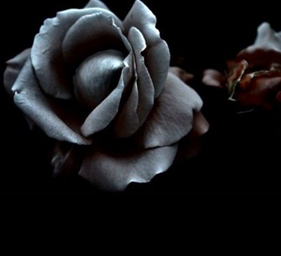 rosa negra