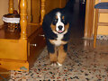 Bruma con 3 meses.