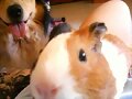 Bolitas &amp; Toby