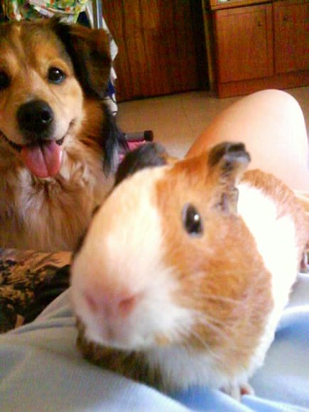 Bolitas & Toby