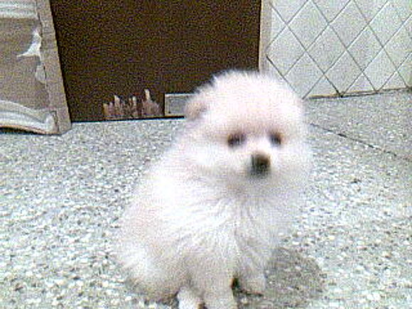 mi  bb