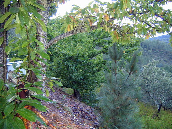 Naturaleza - (Sierra de Huelva)