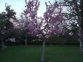 Jardines , Aranjuez-Madrid
