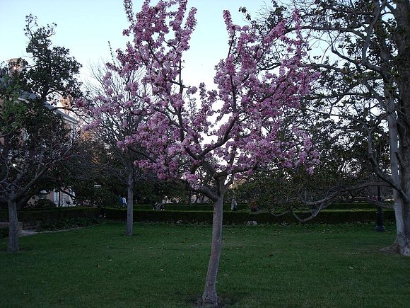 Jardines , Aranjuez-Madrid