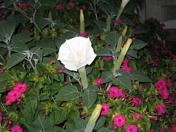 Unas flores .