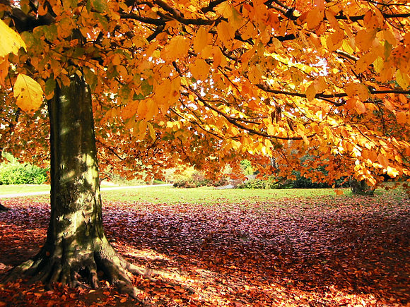 OTOÑO