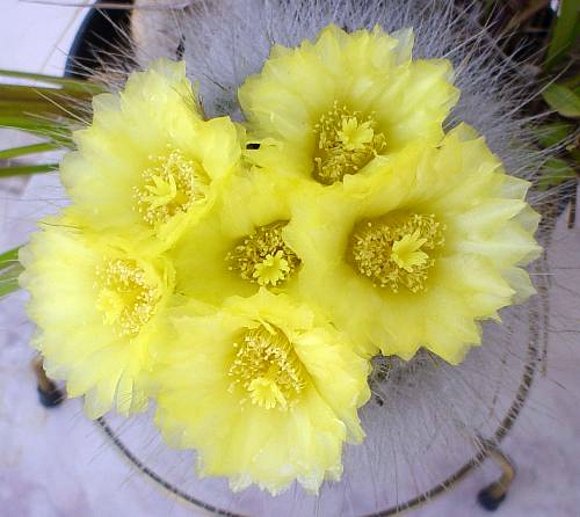 COMO LA FLOR DEL CACTUS