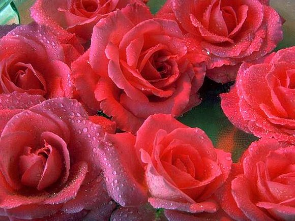 ROSAS ROJAS A TI..