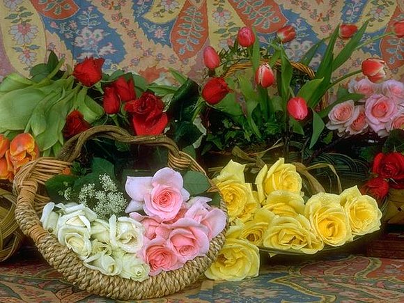 25 ROSAS