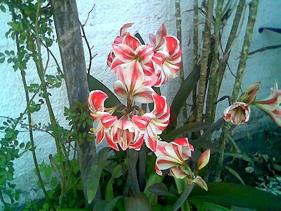PARA TI FLORES..