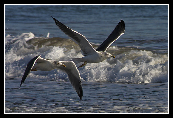 Pajaritos a volar... (pajaritos a bailar)