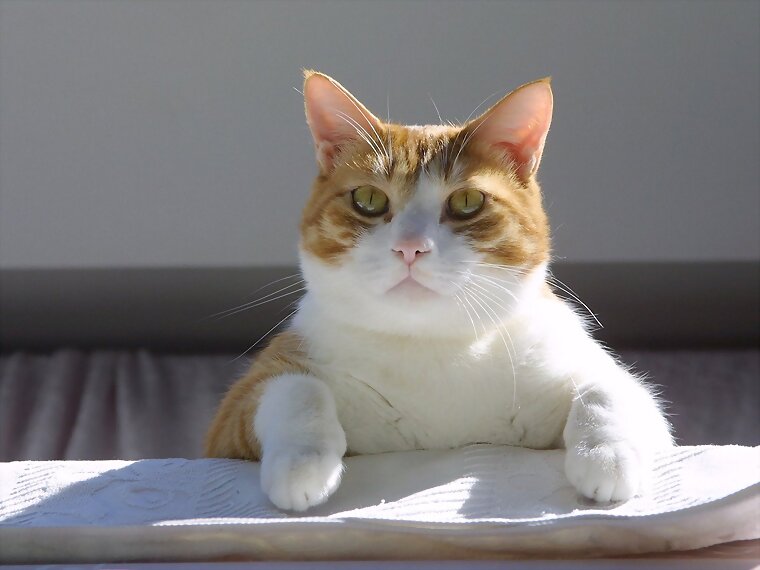 Gato pensativo
