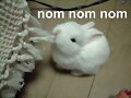 Nom nom nom