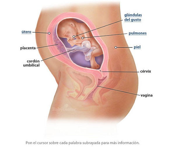 24 semanas