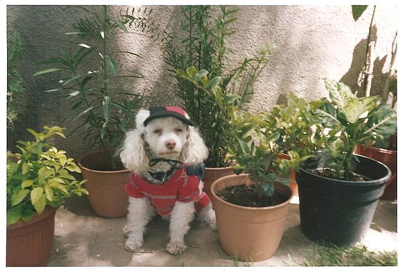 el Tomy