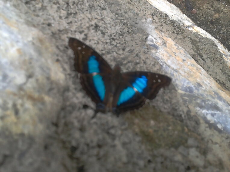 BELLA MARIPOSA AZUL
