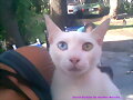 mi gat .. lolita
