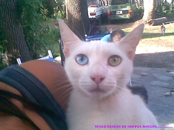 mi gat .. lolita