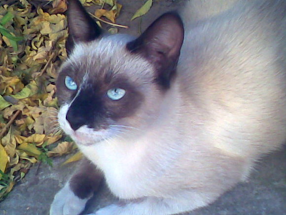 mi gato homero