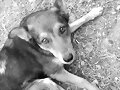 escooby mi perro