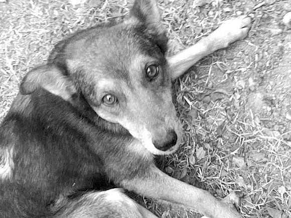 escooby mi perro