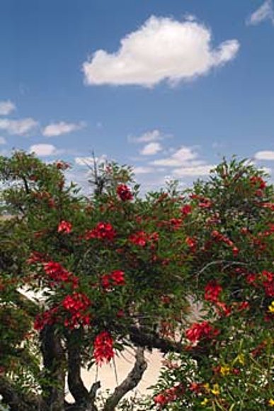 flor del ceibo