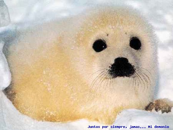 NO ME MATES!!!