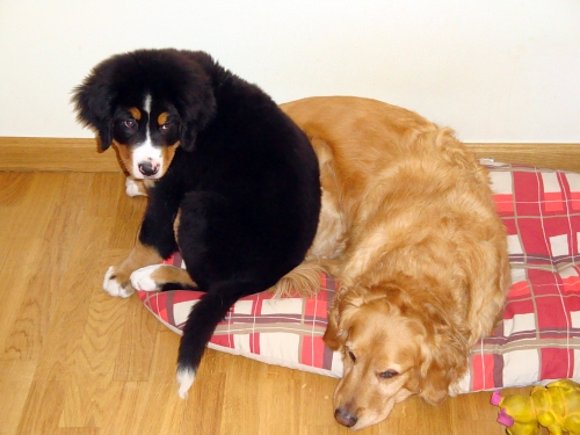 nika y kiara