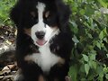 Darko ( DeVael&acute;s Xplorer)