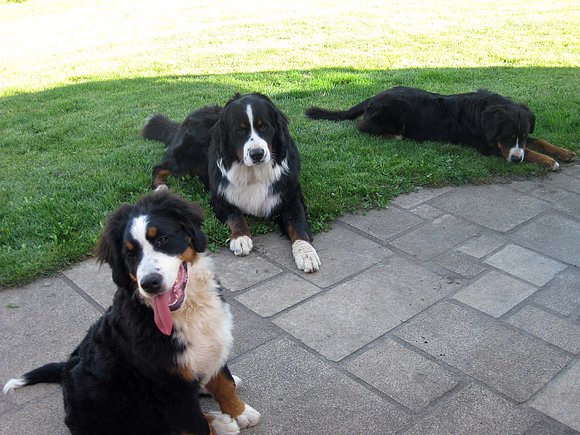 Los 3 Mosque-perros... (Néboa, Akimo, Catinka)