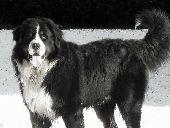 AKIMO EN BLANCO Y NEGRO