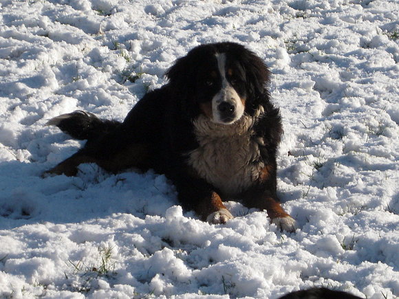 Néboa en la nieve
