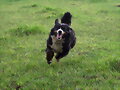 Speedy Catinka