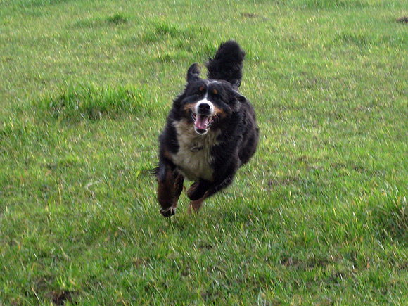Speedy Catinka