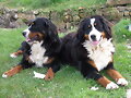 Las ni&ntilde;as - inseparables