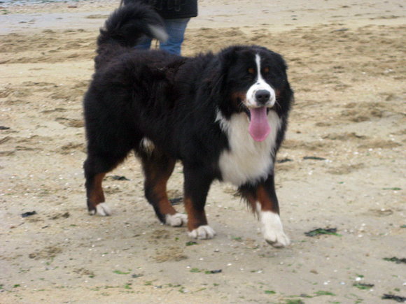 Akimo en la playa
