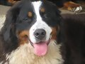 N&eacute;boa, 1 a&ntilde;ito