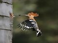 ternura