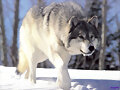 Mi lobo blanco