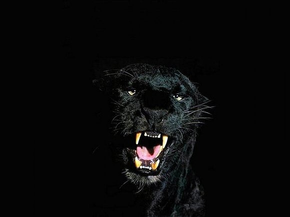 PANTERA NOCTURNA...