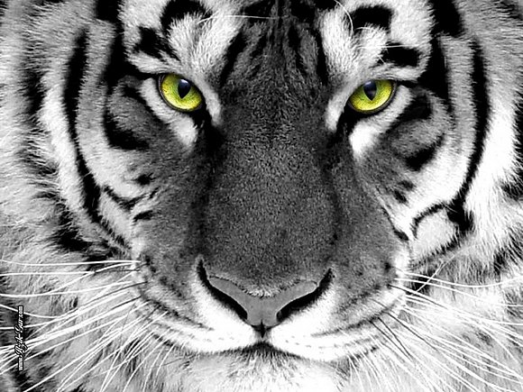 LEON