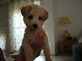 lola