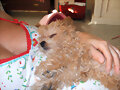 lola