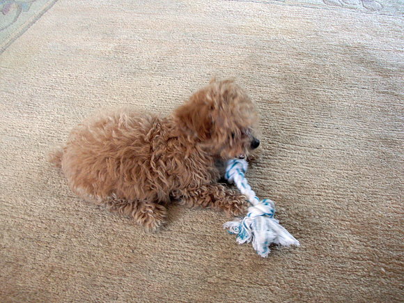 lola