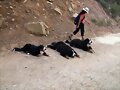 descansando Jana, Bronx y Zante