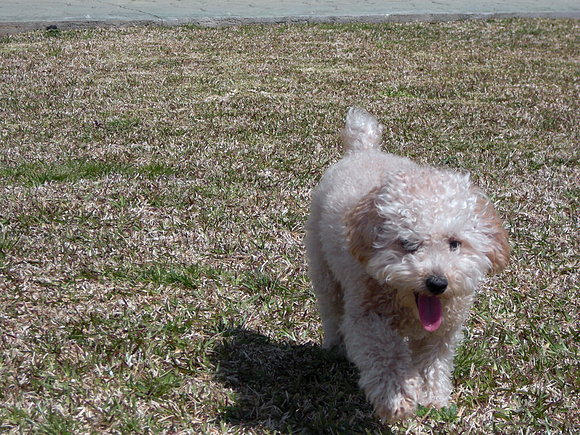 lola