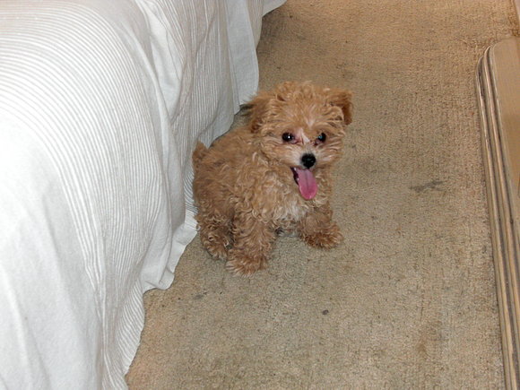 lola