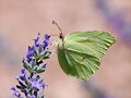 Mariposa Hoja Verde