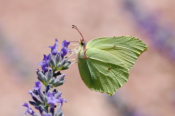 Mariposa Hoja Verde
